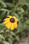 Blackeyed Susan